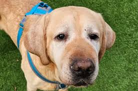 Doggy duo waiting to be noticed in search for new home named after Bake  Off's Paul and Prue