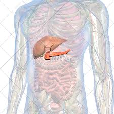 In vertebrates, the abdomen is a large body cavity enclosed by the abdominal muscles, at front and to the sides, and anatomy of the human body. Abdomen Anatomy Male Anatomy Drawing Diagram