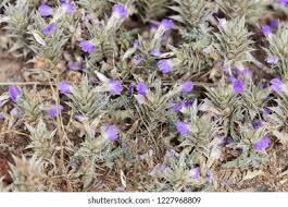 Image result for Blepharis diversispina