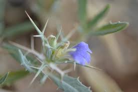 Image result for Blepharis