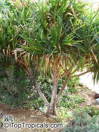 Image result for Pandanus utilis