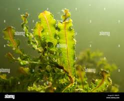 Image result for Potamogeton crispus