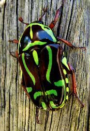 Beetle Beautiful Bugs Beetle Cool Insects