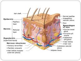 Sodium metabisulfite appears as a white crystalline or powder solid with a slight sulfur odor. Skin Diagram Let S Label It Up Skin Diagram Left Epidermis Dermis Hypodermis Subcutaneous Ppt Download