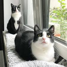 We did not find results for: Cat Coat White Cats And White Spotting The Little Carnivore