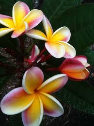 Image result for Plumeria rubra