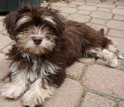 Havanese puppies for sale from proven dog breeders. Havanese Dog Info Temperament Puppies Pictures