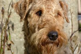 Search for an airedale terrier puppy or dog. Airedale Terrier Rescue Florida Pets Lovers