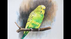 How To Draw A Bird In Color Pencils Budgerigar Bird Drawing Bird Drawing Step By Step Youtube Read our privacy policy and cookie policy to get more information and learn how to set up your preferences. how to draw a bird in color pencils budgerigar bird drawing bird drawing step by step