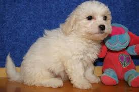 Teddy bear puppies price 300 for sale in menasha. Ready To Go Teddy Bear Puppies For Sale In Manitowoc Wisconsin Animals Nstuff