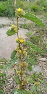 Image result for Waltheria indica