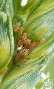 Stride pest control is a locally owned and operated austin pest control company that specializes in austin termite control, austin rodent control, austin mosquito control, austin flea and tick control, and austin bed bug control. Expert Tips On How To Deter Greenfly Pest Control Humming Bird Feeders David Austin Roses