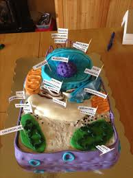 Maybe you would like to learn more about one of these? 19 Cell Cake Ideas Cells Project Cell Cell Model
