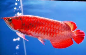 Sejak ada penggalian proyek tol ini, ikan kami mati. 52 Jenis Ikan Hias Air Tawar Terindah Yang Mudah Di Pelihara