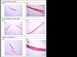 Image result for Polystachya macropoda