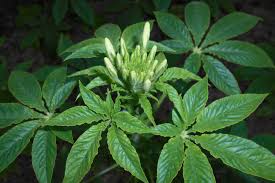 Image result for Cleome spinosa