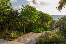 Image result for Manilkara