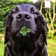 Car Sez I Ll Be Lucky If They Don T Lock Me Up For This I Had To Dig Up Half The Lawn Looking Siyah Labrador Sevimli Kopekler