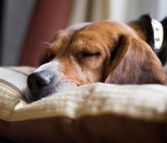 Maybe he likes to change sleeping places a couple of times over the course of the night. Why Doesn T My Dog Sleep In Bed With Me