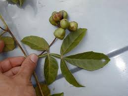 Image result for Paullinia pinnata