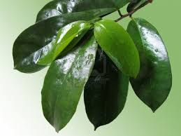 Sometimes it could be really hard to keep your hair healthy because of the exposure of environmental pollutant and the direct sunlight when were doing our daily routine. Natural Tea Soursop Leaves Tea Wholesale Supplier From Hyderabad