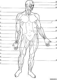This is a free printable worksheet in pdf format and holds a printable version of the quiz full body muscular anatomy. Muscle Coloring Pages For Kids Coloring Name B107 Academy