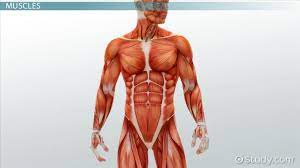 Muscle cells contain protein filaments of actin and myosin that slide past one another, producing a. Medical Specialists Of The Muscular System Video Lesson Transcript Study Com