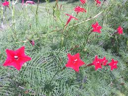 Image result for Ipomoea quamoclit