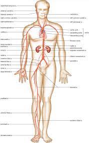 The four major blood vessels that bring blood to the heart and away are:inferior vena cavasuperior vena cavaaortapulmonary trunk. Circulatory Routes Major Systemic Arteries Major Systemic Veins