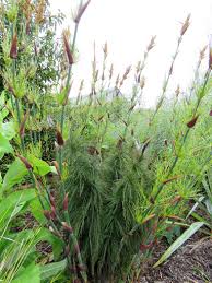 Image result for Restionaceae