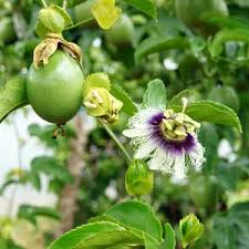 Image result for Passiflora edulis