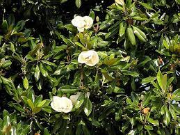 How To Plant Magnolia Seeds Magnolia Trees Magnolia Leaves Garden Netting