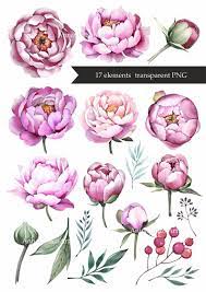 Watercolor Peonies Clipart Wedding Flowers Peony Leaves Elements Spring Flowers Floral Png In 2021 Flower Drawing Flower Art Drawing Flower Art