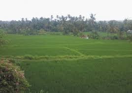 Sep 02, 2019 · dunia gambar berbagi itu indah lombok tempo dulu 01 05 2019 pedesaan pada saat musim tanam padi lokasi di kulon progo daerah istimewa yogyakarta musim tanam padi bulan september 2019 puncak jaman dulu jamandulu com. Berita Suasana Desa Sawan Yang Hijau