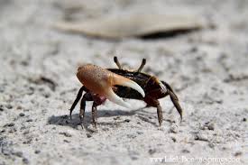Key west national wildlife refuge 202 km. Estero Bay Preserve State Park Estero Florida