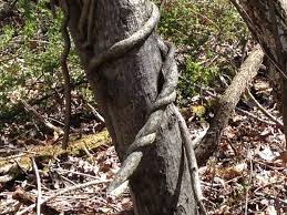 In this article, we're going to focus on what tree suckers and watersprouts are, and why they should be removed from grafted fruit trees and nut trees. Killer Vines Attack Virginia Trees Residents Fight Back Wvtf