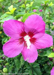 Image result for Hibiscus kirkii