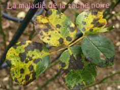 Les Maladies Des Rosiers Comment Avoir De Beaux Rosiers Naturellement Le Monde De Marie Maladie Rosier Arbustes A Fleurs Jardins