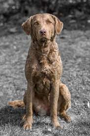 Here S A Full List Of The Dogs Who Called The White House Home Chesapeake Dog Chesapeake Bay Retriever Dog Names