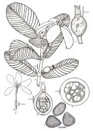 Image result for Gardenia resinifera