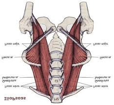 Which muscle is deeper in the body: The Three Muscles That Secure The Lower Spine To The Pelvis Download Scientific Diagram