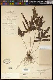 Image result for Pteris kivuensis