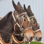 The Trophy Mules