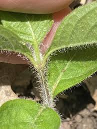 Image result for Vandellia humilis