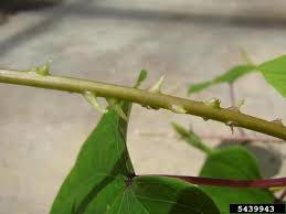 Image result for Ipomoea turbinata