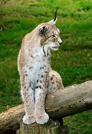 Canadensis kerr, it may perhaps be thought that the canada дц tin: Lynx Boreal Evolution De L Espece Et Taxonomie