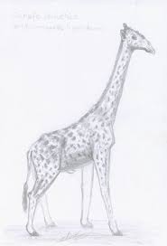 Apprenez comment dessiner une girafe facilement grâce à ce tutoriel complet étape par étape qui décompose chaque partie du corps de l'animal pour aujourd'hui, je vais vous apprendre comment. Girafe Male Tachetee Dessinee Au Crayon A Papier Giraffa Camelopardalis