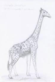 Feyfey en réponse à muzo lombrique girafe cougar chienne poule y dort. Girafe Male Tachetee Dessinee Au Crayon A Papier Giraffa Camelopardalis