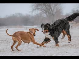 The bernese mountain dog or berner sennenhund was originally developed in switzerland where he was designed to work as a farm dog as well unfortunately, the bernese breed isn't one of the healthiest breeds out there. Rhodesian Ridgeback And Bernese Mountain Dog Playcation Youtube