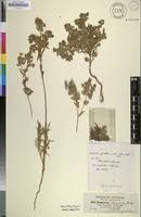 Image result for Euphorbia schimperiana